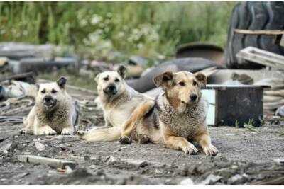 Айсен Николаев назвал причины недавней трагедии с участием собак