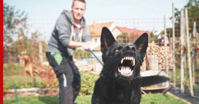 Юрист рассказал, какое наказание грозит хозяевам агрессивных собак