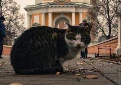 Знаменитого кота Тишку из Рязанского кремля порвали собаки - ya62.ru