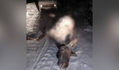 В Башкирии полицейские застали мужчин за разделкой туши незаконно убитого лося