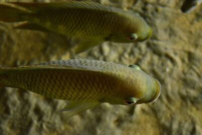 В Чебоксарском заливе с начала января происходит массовая гибель рыбы