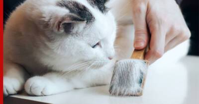 Кошачья линька: как понять, что животному нужна помощь ветеринара
