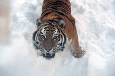 На Дальнем Востоке проведут перепись амурских тигров