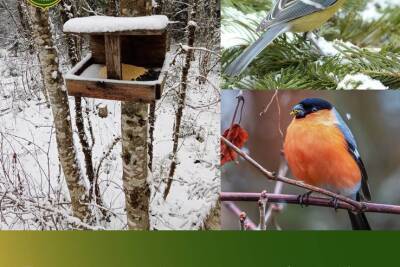 Зимующим в Ленобласти птицам помогают неравнодушные жители и волонтеры