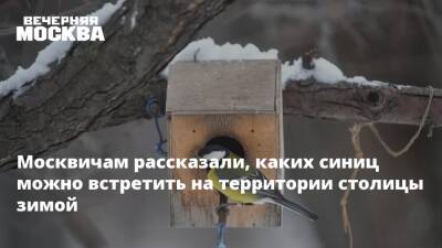 Москвичам рассказали, каких синиц можно встретить на территории столицы зимой