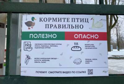 В Гатчинском дворцовом парке прошла всероссийская акция «Серая шейка»