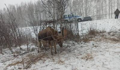 На трассе Тюмень-Омск полицейские спасли лося. Животное запуталось в проводах.