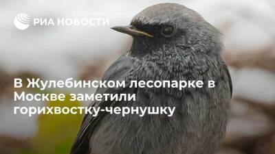 В Жулебинском лесопарке в Москве заметили птицу горихвостку-чернушку