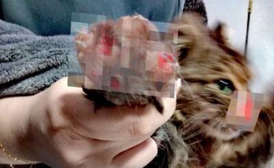 В Ташкенте живодеры отрезали нос, вырвали когти и спалили усы коту. Зоозащитники обратились в МВД с просьбой найти тех, кто это сделал
