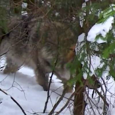 Прокуратура проверяет сообщения о нападениях волков в Новгородской области