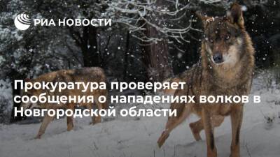 В Новгородской области проводят проверку после нападения волков на жителей и животных
