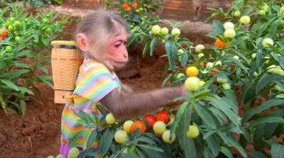 Две обезьянки привели в восторг сотни тысяч человек (Видео)