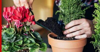 Пересадка комнатных растений: 8 основных правил, которые лучше не нарушать