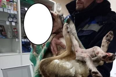 Личности убивших собаку оренбуржцев установлены