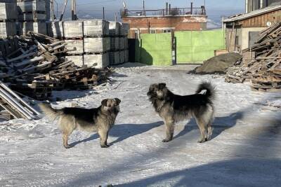 Хозяин алабая в Улан-Удэ отрицает вину своего пса в нападении на мужчину