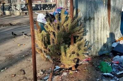 В Хабаровске появились свалки новогодних елок