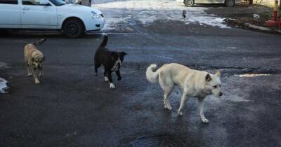 Спасла дубленка: Собаки чуть не загрызли насмерть женщину в Улан-Удэ