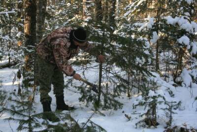 В Хабаровском крае выявили 11 незаконных рубок деревьев