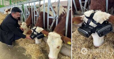 В Турции фермер надел на своих коров VR-очки – как изменились надои