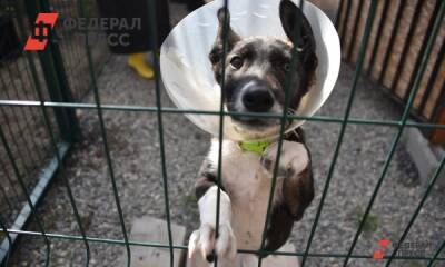 В Челябинске нашли подрядчика для содержания отловленных животных