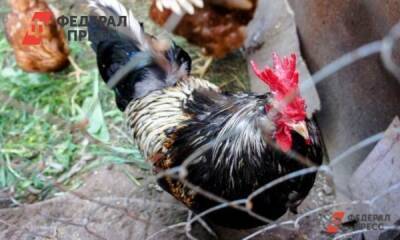В Тюмени ученые предложили превращать куриный помет в топливо