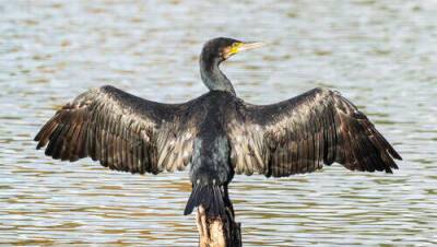 У берегов Кейсарии появились птицы в виде креста: видео