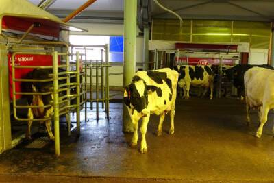 В Тамбовской области идёт строительство роботизированной молочной фермы на 200 коров