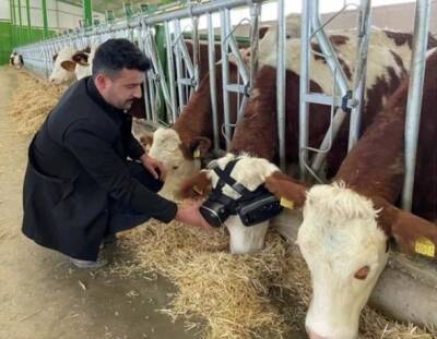 «Счастливые коровы»: В Турции фермер надел на своих коров очки виртуальной реальности