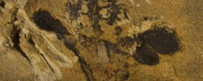 Во Внутренней Монголии найдена древнейшая окаменелость цветка возрастом свыше 140 млн лет
