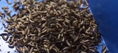 Личинки мух будут поедать мусор на заводе, который построят в Карелии при поддержке из бюджета
