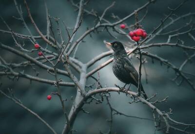Новосибирский орнитолог рассказал о влиянии аномально тёплой зимы на птиц