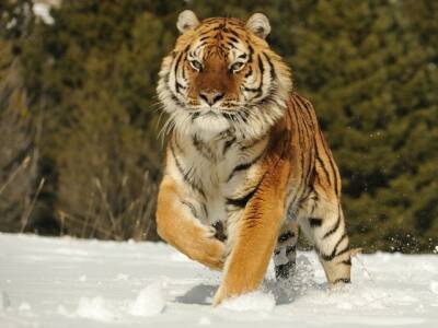 В России поезд насмерть сбил амурского тигра