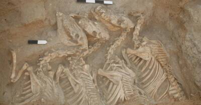 Древняя биоинженерия. Ученые нашли первое гибридное животное, выведенное 4500 лет назад (фото) - focus.ua - Украина - New York - Париж