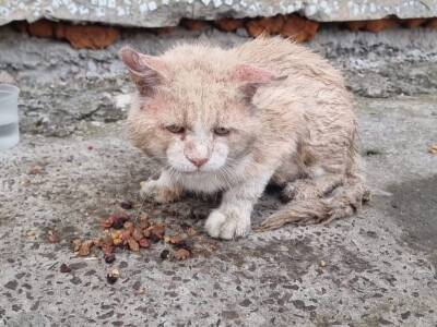 В Ростове трагически погибли животные при пожаре в котокафе