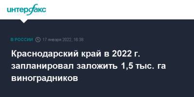 Андрей Коробка - Краснодарский край в 2022 г. запланировал заложить 1,5 тыс. га виноградников - interfax.ru - Москва - Россия - Анапа - Краснодарский край - Новороссийск - Крымск - Геленджик - район Ейский