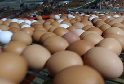 В Ленинградской области планируют увеличить производство яиц