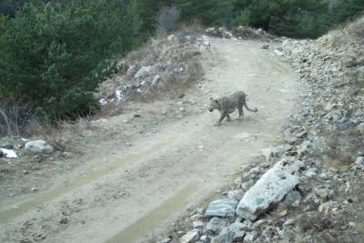 В Кабардино-Балкарии обнаружили леопарда, пришедшего зимовать в Россию