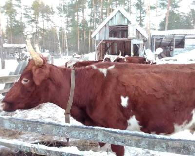 Фермера из деревни Яровщина заподозрили в жестоком обращении с коровами