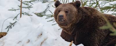 Медведя-шатуна разыскивают в Гаврилов-Ямском районе Ярославля