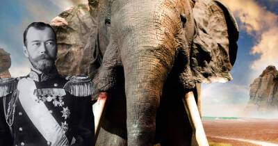 Чудо-порошок и слониха Николая II: самые ценные рога, лапы и хвост