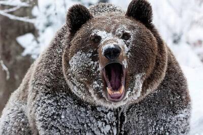 В Ярославской области не могут поймать медведя-шатуна