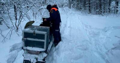 Мужчина с сыном исчезли на снегоходе в Мурманской области