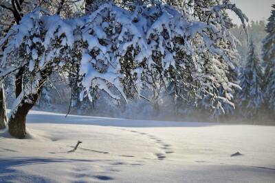 18 января в Курской области ожидаются мороз, снегопад, ветер и гололедица