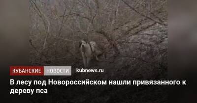 В лесу под Новороссийском нашли привязанного к дереву пса