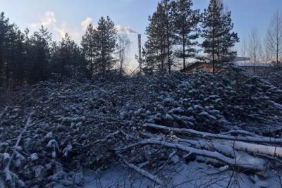 В Воронеже посчитали ущерб незаконной вырубки деревьев на улице Планетной