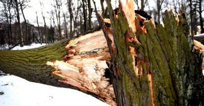 Буря в Латвии: больше всего вызовов спасатели получили в Риге и Юрмале