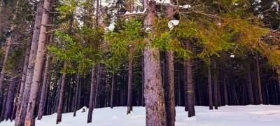 В Петрозаводске планируют вырубить несколько гектаров городских лесов под кластер зимних видов спорта