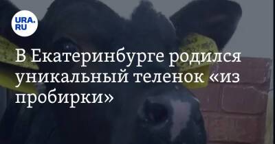 В Екатеринбурге родился уникальный теленок «из пробирки». Фото