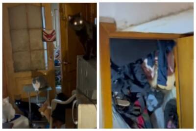 Мусор до потолка и 37 котов: одесситка превратила квартиру в помойку, видео - politeka.net - Украина - Одесса - Одесса
