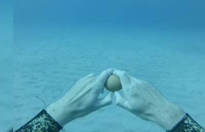 Что будет, если разбить яйцо под водой? (ВИДЕО)
